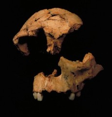 Restos de Homo antecessor, especie descubierta en Atapuerca